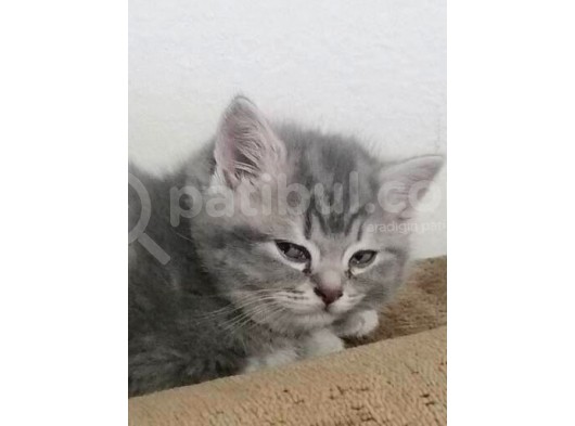 2 Aylık Kendi Yavrumuz Acil görsel