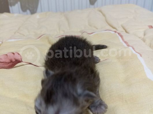 Safkan Scottish Bebekler görsel