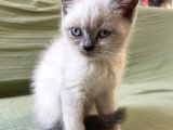 1 Di̇şi̇ 1 Erkek Bri̇ti̇sh Shorthai̇r Blue Poi̇nt 2 Aylik Yavrularimiz İstanbul Antalya
