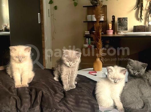 1 Di̇şi̇ 1 Erkek Bri̇ti̇sh Shorthai̇r Blue Poi̇nt 2 Aylik Yavrularimiz İstanbul Antalya görsel