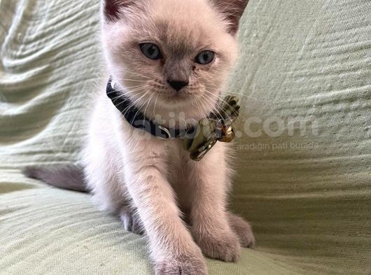 1 Di̇şi̇ 1 Erkek Bri̇ti̇sh Shorthai̇r Blue Poi̇nt 2 Aylik Yavrularimiz İstanbul Antalya görsel