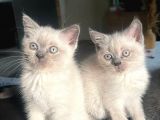 1 Di̇şi̇ 1 Erkek Bri̇ti̇sh Shorthai̇r Blue Poi̇nt 2 Aylik Yavrularimiz İstanbul Antalya
