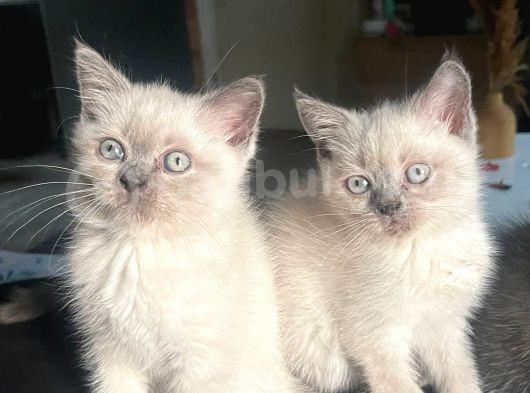 1 Di̇şi̇ 1 Erkek Bri̇ti̇sh Shorthai̇r Blue Poi̇nt 2 Aylik Yavrularimiz İstanbul Antalya görsel