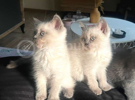 1 Di̇şi̇ 1 Erkek Bri̇ti̇sh Shorthai̇r Blue Poi̇nt 2 Aylik Yavrularimiz İstanbul Antalya görsel
