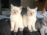 1 Di̇şi̇ 1 Erkek Bri̇ti̇sh Shorthai̇r Blue Poi̇nt 2 Aylik Yavrularimiz İstanbul Antalya