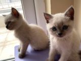 1 Di̇şi̇ 1 Erkek Bri̇ti̇sh Shorthai̇r Blue Poi̇nt 2 Aylik Yavrularimiz İstanbul Antalya