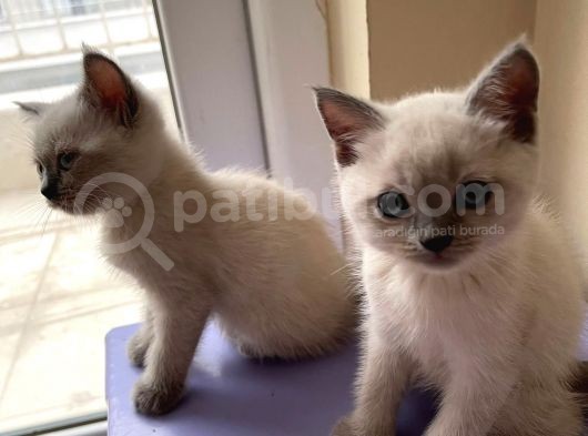 1 Di̇şi̇ 1 Erkek Bri̇ti̇sh Shorthai̇r Blue Poi̇nt 2 Aylik Yavrularimiz İstanbul Antalya görsel