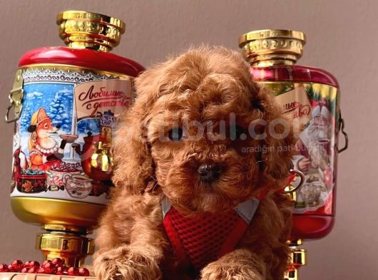 Orjinal Toy Poodle