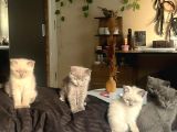 2 Di̇şi̇ 3 Erkek Gri̇ Bri̇ti̇sh Shorthai̇r 2 Aylik Yavrularimiz İstanbul Antalya