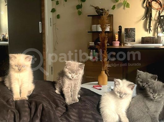 2 Di̇şi̇ 3 Erkek Gri̇ Bri̇ti̇sh Shorthai̇r 2 Aylik Yavrularimiz İstanbul Antalya görsel