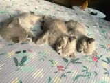 2 Di̇şi̇ 3 Erkek Gri̇ Bri̇ti̇sh Shorthai̇r 2 Aylik Yavrularimiz İstanbul Antalya