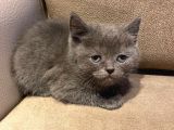 Orjinal British Shorthair