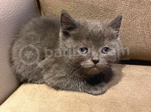 Orjinal British Shorthair görsel
