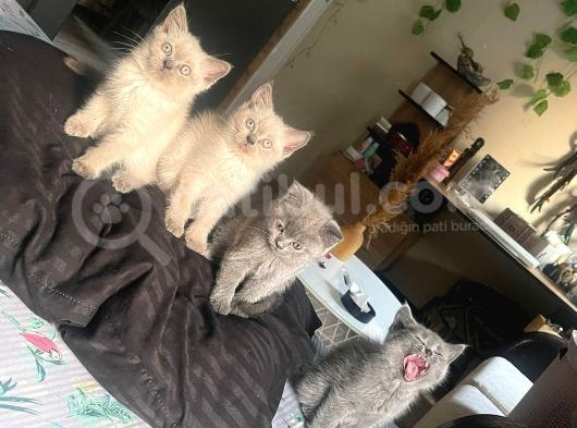 2 Di̇şi̇ 3 Erkek Gri̇ Bri̇ti̇sh Shorthai̇r 2 Aylik Yavrularimiz İstanbul Antalya görsel