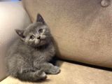 Orjinal British Shorthair
