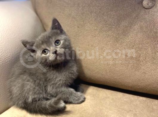 Orjinal British Shorthair görsel