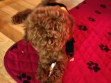 Toy Poodle