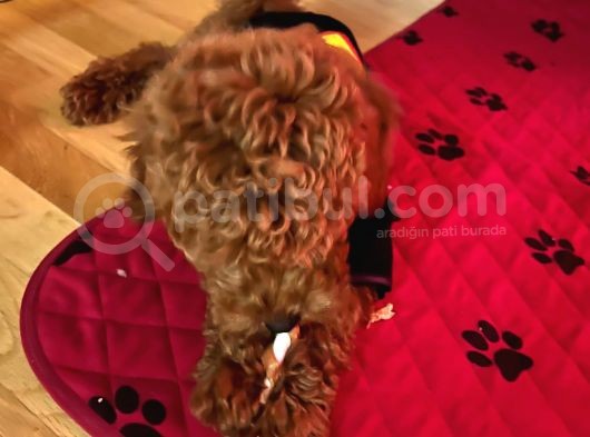 Toy Poodle