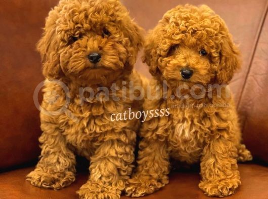 Muhteşem Red Toy Poodle Erkek Yavrularımız
