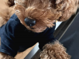 Toy Poodle