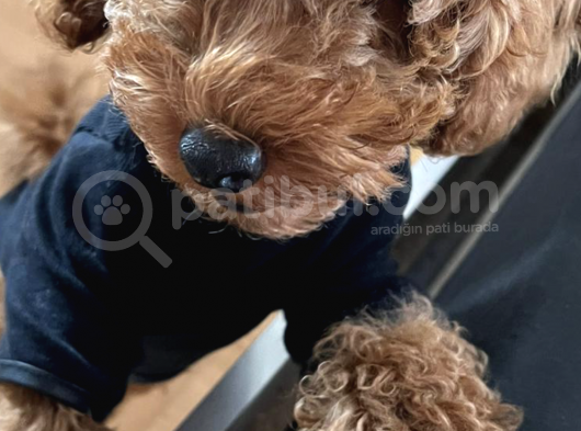 Toy Poodle görsel
