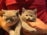 Orjinal British Shorthair