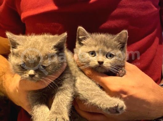Orjinal British Shorthair