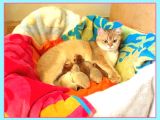 Golden Ny12 Golden Ny1133 Şecereli Anne Baba Yavruları