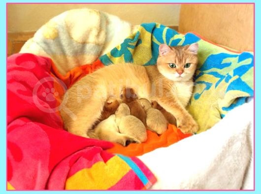 Golden Ny12 Golden Ny1133 Şecereli Anne Baba Yavruları görsel
