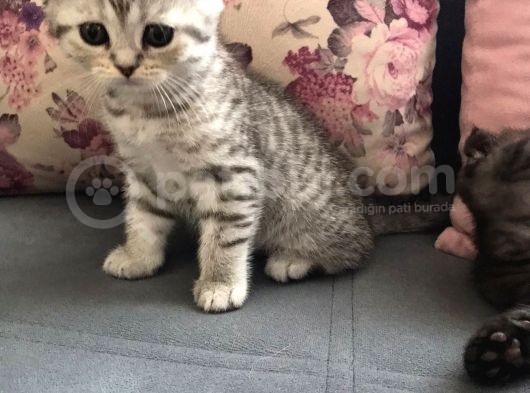 Mükemmel Top Kafa Oyuncu Scotti̇sh Fold Si̇lver görsel