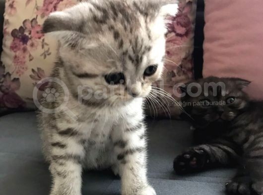Mükemmel Top Kafa Oyuncu Scotti̇sh Fold Si̇lver görsel