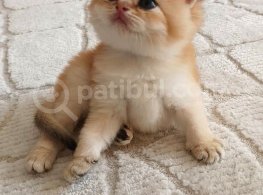 Golden Ny12 Golden Ny1133 Şecereli Anne Baba Yavruları görsel