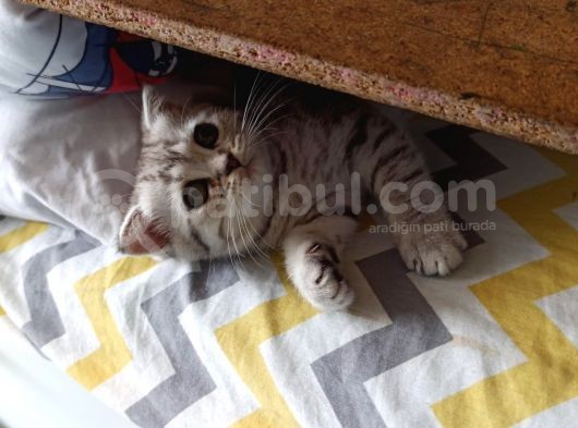 Mükemmel Top Kafa Oyuncu Scotti̇sh Fold Si̇lver görsel