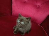 Çikolata Top Kafa British Shorthair