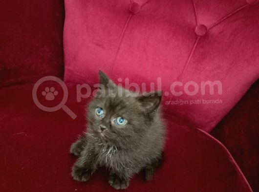 Çikolata Top Kafa British Shorthair