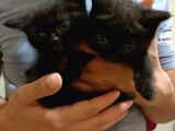 Çikolata Top Kafa British Shorthair