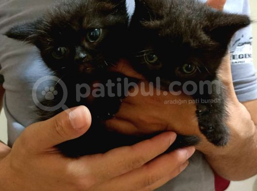Çikolata Top Kafa British Shorthair görsel