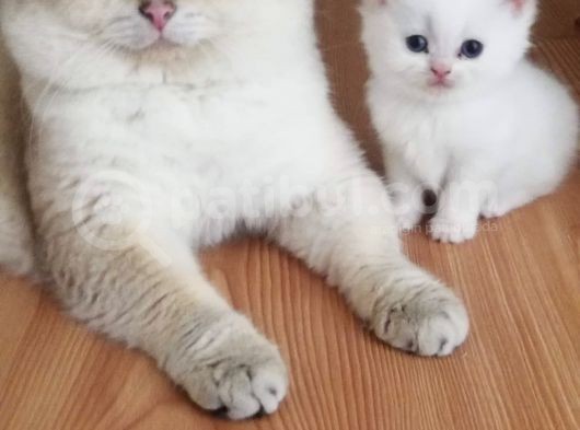 Golden Ny12 Golden Ny1133 Şecereli Anne Baba Yavruları görsel