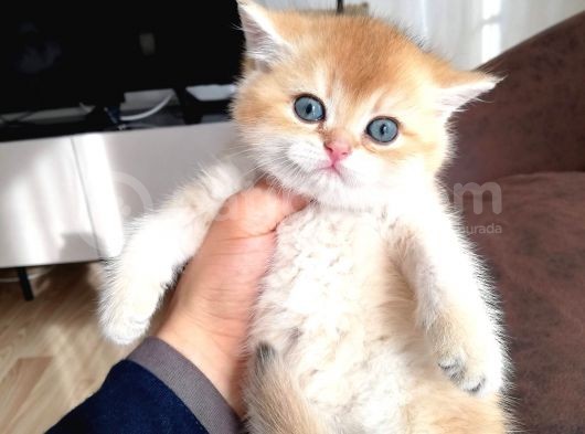 Golden Ny12 Golden Ny1133 Şecereli Anne Baba Yavruları görsel