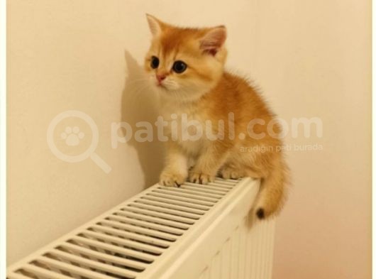 Golden Ny12 Golden Ny1133 Şecereli Anne Baba Yavruları görsel