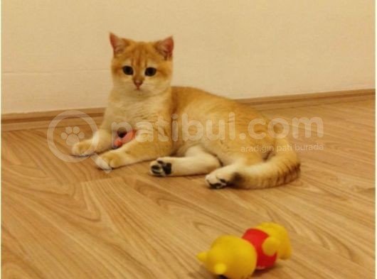 Golden Ny12 Golden Ny1133 Şecereli Anne Baba Yavruları görsel