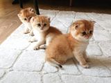 Golden Ny12 Golden Ny1133 Şecereli Anne Baba Yavruları