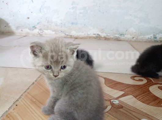 Yeni Yuvalarına Gitmeye Hazır Canlar görsel