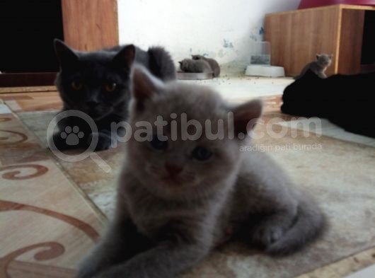 Yeni Yuvalarına Gitmeye Hazır Canlar görsel