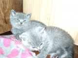 Yeni Yuvalarına Gitmeye Hazır Canlar