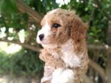 Uygun Toy Poodle Arayanlara
