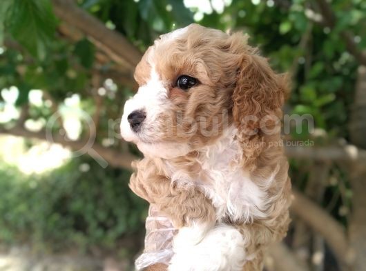 Uygun Toy Poodle Arayanlara görsel