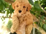 Uygun Toy Poodle Arayanlara