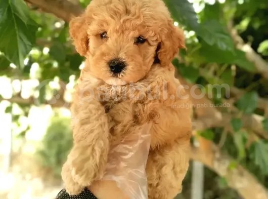 Uygun Toy Poodle Arayanlara görsel