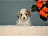 Malti̇po Ci̇nsi̇